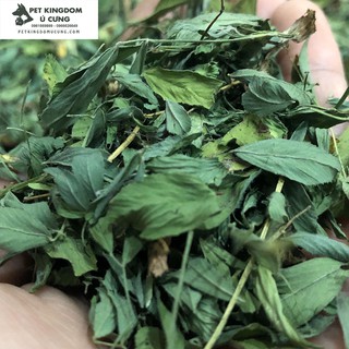 Cỏ alfalfa nguyên lá cho chuột lang thỏ bọ