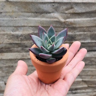 Chậu đất nung mini