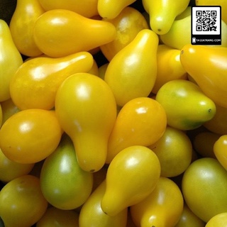 Hạt giống cà chua lê vàng (hồ lô vàng, cà chua hoàng kim)
