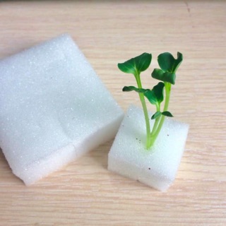 Mút xốp ươm hạt giống