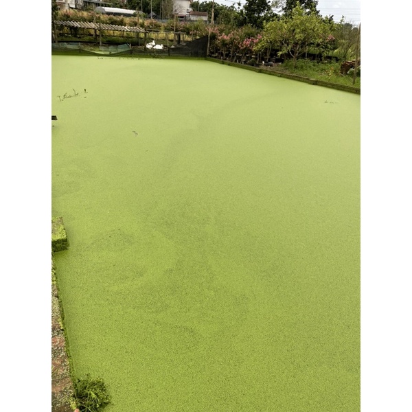 Bèo tấm bèo cám thuỷ sinh