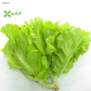 Giống Rau Xà lách mỡ