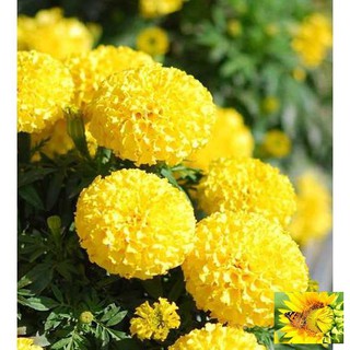 Hạt giống hoa Vạn thọ mỹ mix (50 hạt)