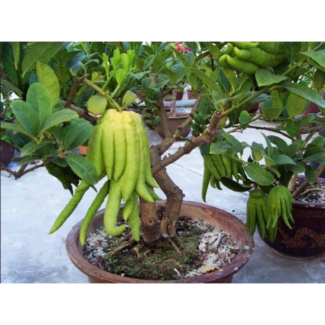 Cây giống phật thủ