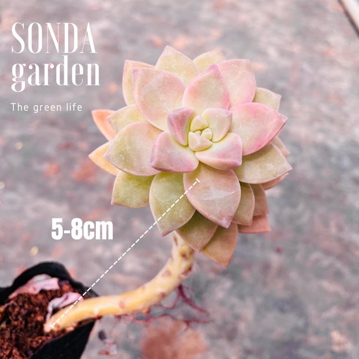 Sen đá pink gem cổ thụ SONDA GARDEN size bé 5-8cm, xuất xứ Đà Lạt, khoẻ đẹp, lỗi 1 đổi 1