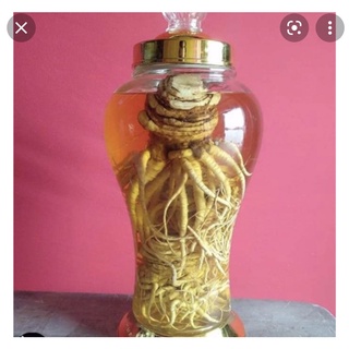 Sâm đương quy tươi Đà Lạt