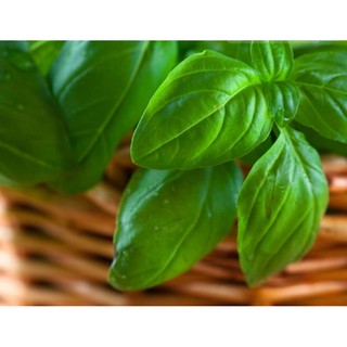 Hạt giống basil xanh