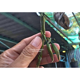 Thuốc kích hoa lan phi điệp GF