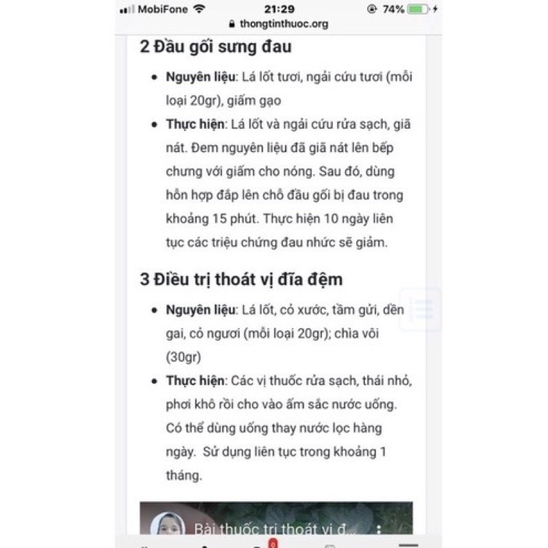 Combo Chậu gồm 5 cây lá lốt
