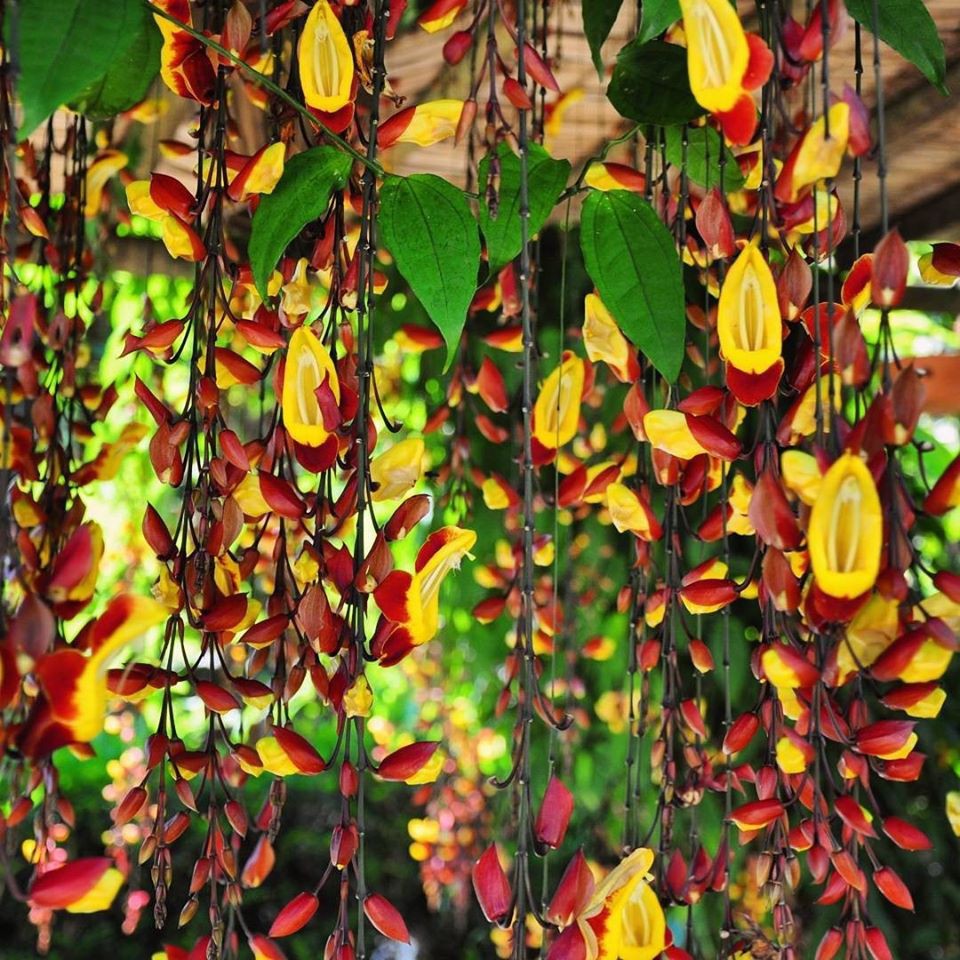 MÓNG CỌP VÀNG - HOA ĐẸP, ĐỘC, LẠ