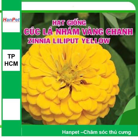 HCM-(HOA TRONG NHÀ) Hạt giống Hoa cúc lá nhám Cúc cánh giấy - cúc zinnia (tCúc bông to màu vàng) Combo 50 hạt