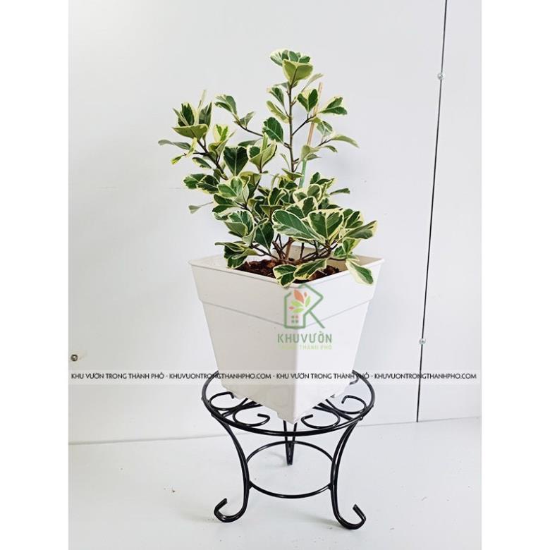 Đôn Sắt dấu hỏi Kê Chậu 22x17cm, Đế để chậu chậu cây cảnh
