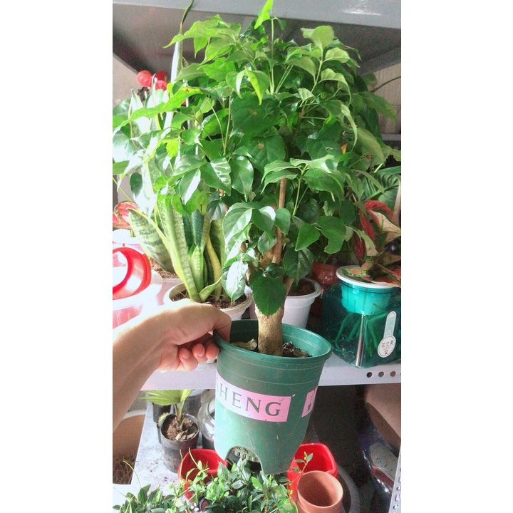 Cây Hạnh Phúc Để Bàn Đẹp