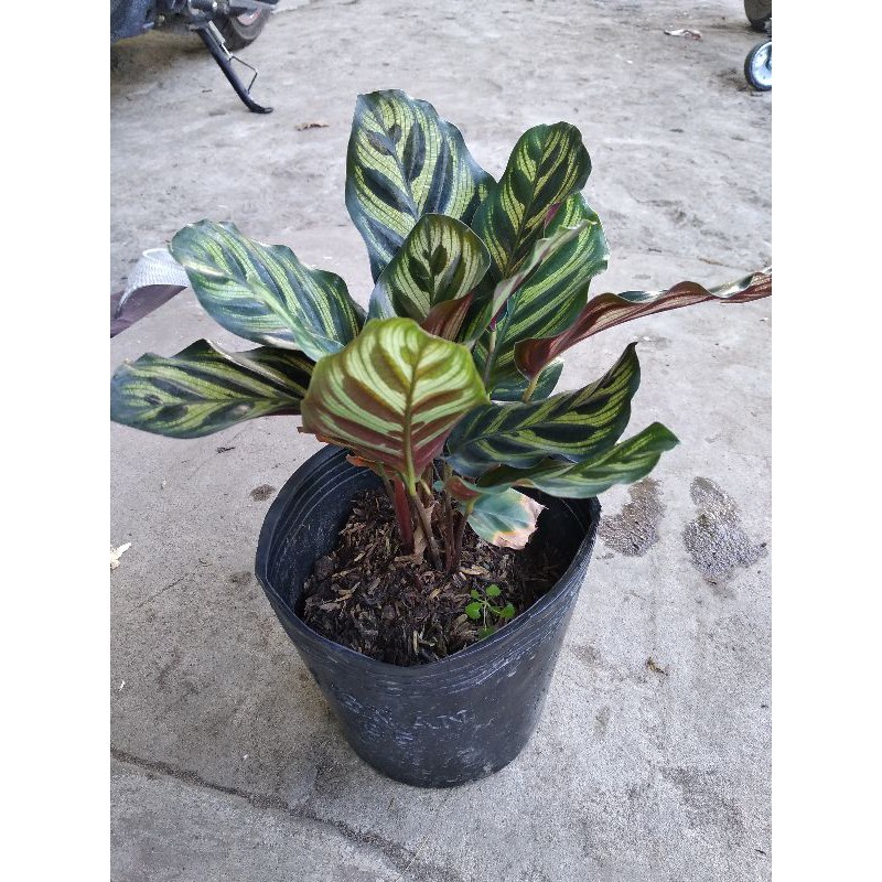 đuôi công xanh nâu Calathea makoyana