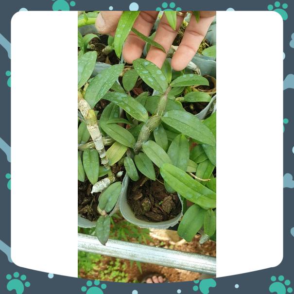 [Có bảo hành] trầm nestor hoa chớp hồng cao 10-15 cm hàng ươm kie rất đẹp