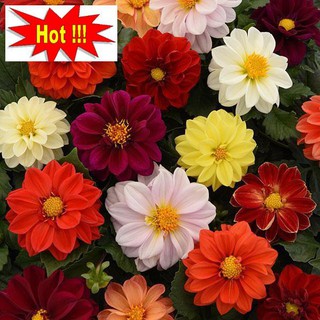 Gói 20 hạt giống hoa thược dược mix