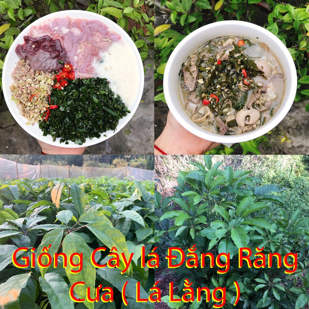 Giống cây Lá Đắng, Cây Lá Lằng, Lá Chân Chim Đặc Sản Thanh Hóa - Cây đẹp cao 40-50cm, Bầu đất lớn 1kg