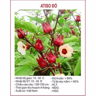 Hạt giống Atiso đỏ 10 Hạt hạt giống bốn mùa