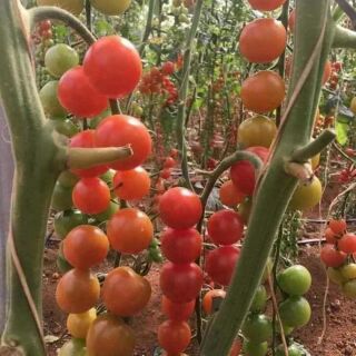 Hạt giống cà chua chuỗi ngọc F1 30 hat