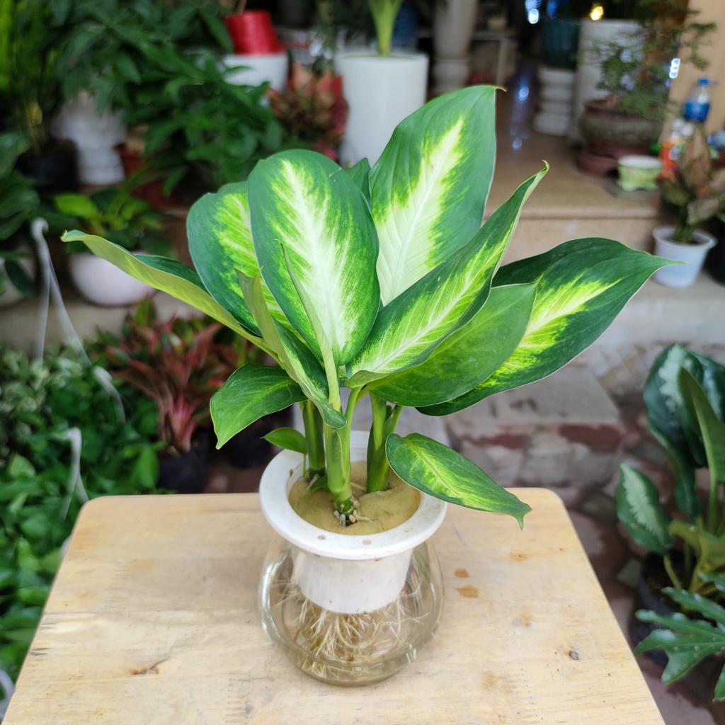 Cây sao sáng thủy sinh ,giúp lọc không khí phong thủy để bàn nội thất cao 25-30cm