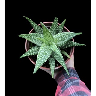 CÂY HỌ NHA ĐAM KIỂNG (Aloe var)