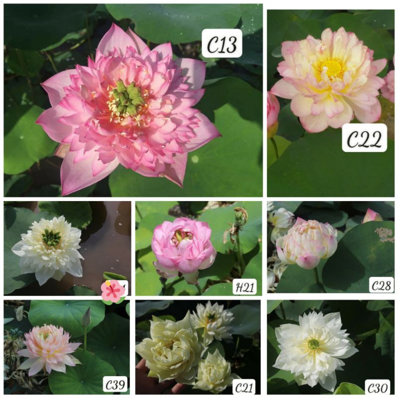 (RẺ VÔ ĐỊCH) Set 10 Hạt sen Thái chuẩn( thu từ vườn sen của nhà)