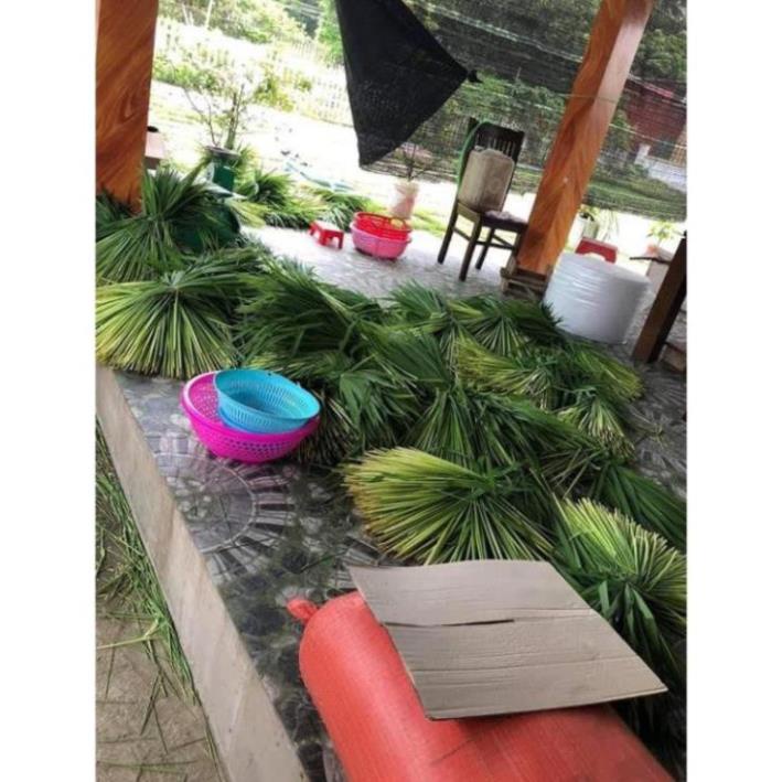 1kg Đòng đòng lúa nếp ngâm rượu