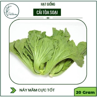 Hạt giống Cải  Hà Nội Muối Dưa (Cải Tòa Sại) VA. 318 20gr