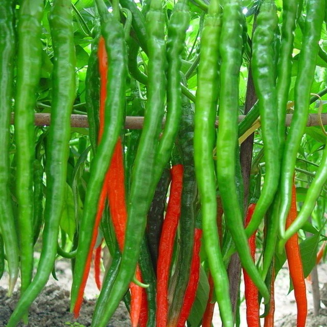 Hạt giống Ớt chỉ địa Hàn Quốc F1 quả 14-18cm 30 hạt/gói