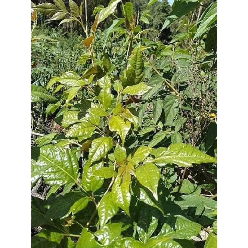 🌳🌳CHÈ DÂY RỪNG Măng đen 1 ký