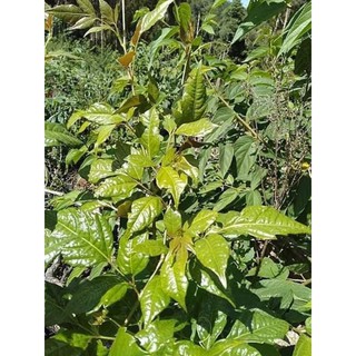 🌳🌳CHÈ DÂY RỪNG Măng đen 1 ký