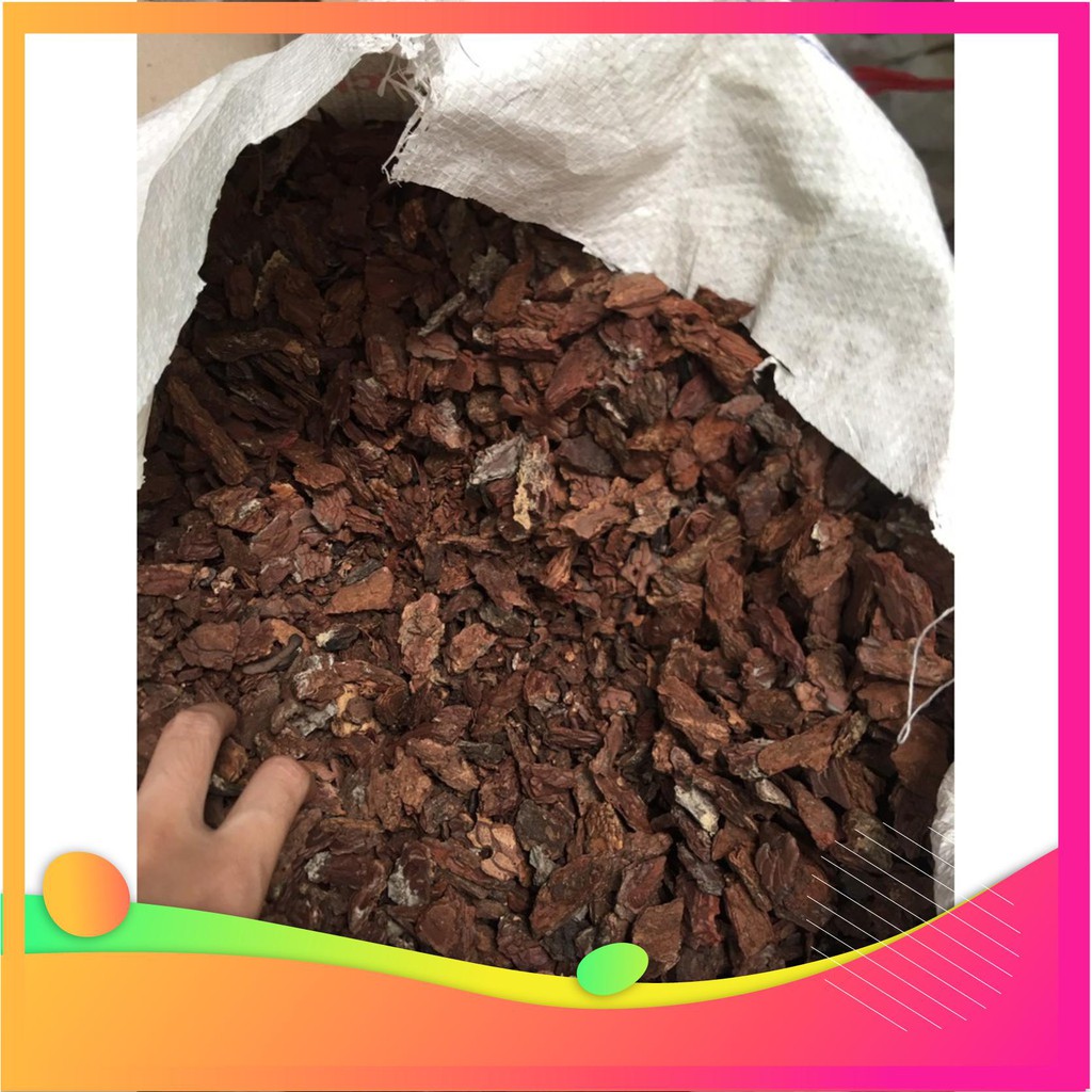 [Hàng chuẩn zin]Vỏ thông trồng Lan - Đã qua xử lý 2-4 cm [Hàng đẹp]