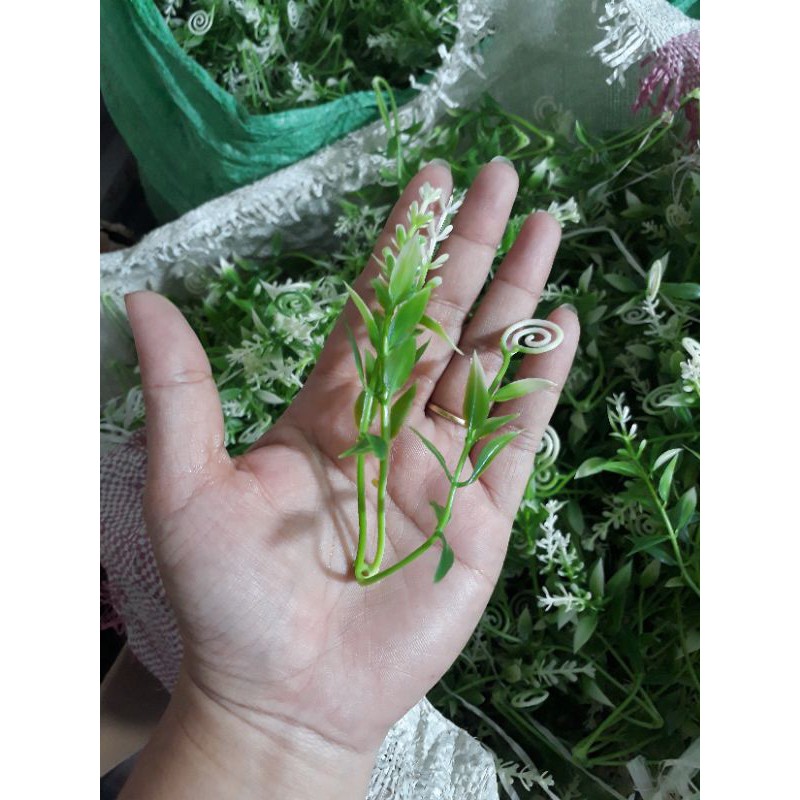 Cỏ điểm lạng (trộn lộn xộn)