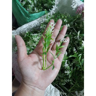 Cỏ điểm lạng
