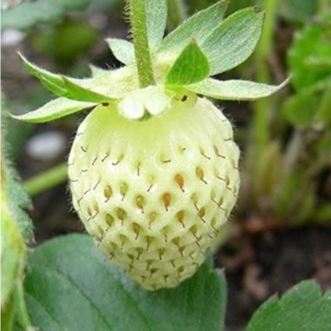 HẠT GIỐNG DÂU TÂY TRẮNG TUYẾT Wild Strawberry - White Soul (Fragaria Vesca White Soul) 50 GIỐNG ~ rất ngọt ngào