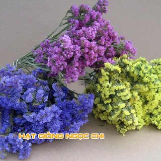 Hạt Giống Hoa Salem Mix - 100 Hạt