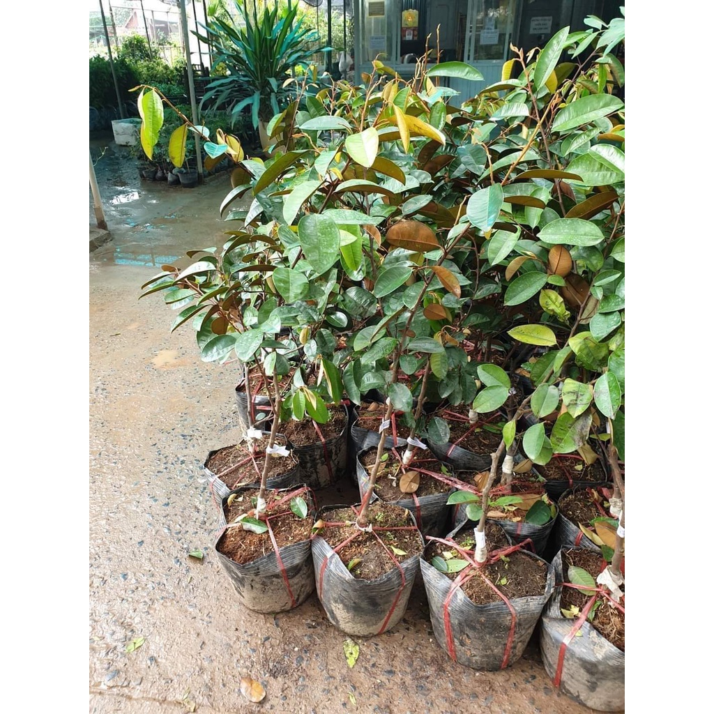 Cây giống Vú Sữa lò rèn giống