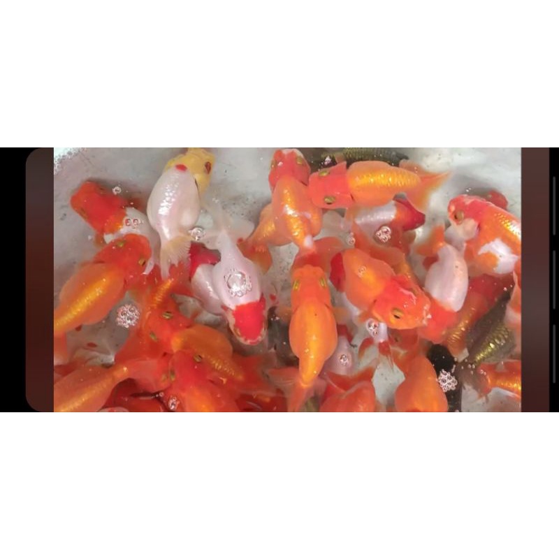 ranchu chuẩn
