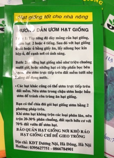 Hạt giống Húng bạc hà (húng lủi) ☘️