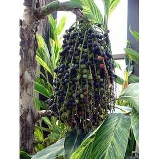 Trái đủng đỉnh - Khô - 1Kg