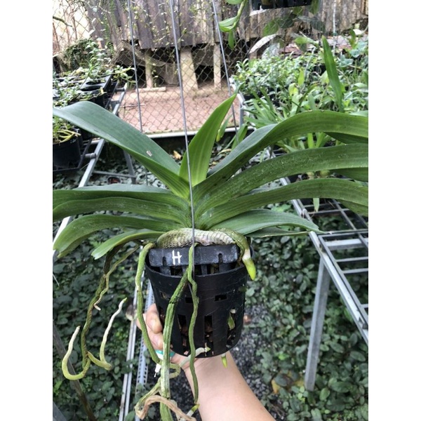 Ngọc điểm hồng cánh sen hoa bao CHUẨN HOA