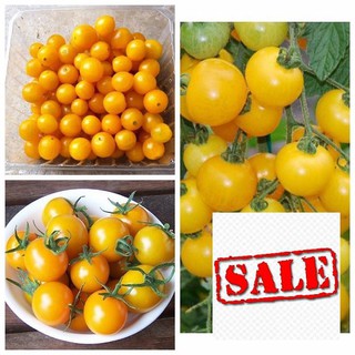 Hạt giống cà chua bi vàng 30 hạt SALE