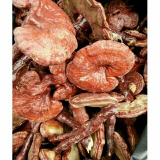 Sỉ giá gốc nấm linh chi đỏ 500g - 1kg