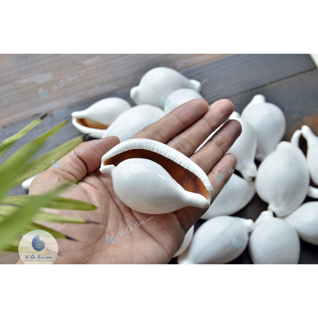 Vỏ Ốc Biển Sứ Trắng - Trứng Gà
