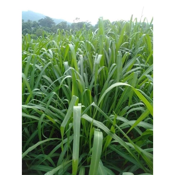 Hạt giống cỏ xả lá lớn Ghine Mombasa gói 500g & 100g