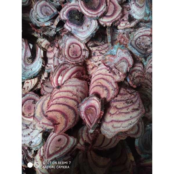 KÊ HUYẾT ĐẰNG KHÔ