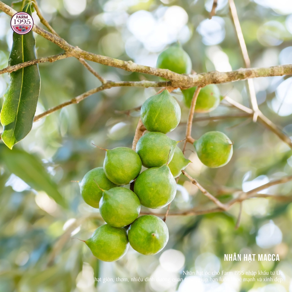 Hạt macca tách vỏ Farm 1995, Hạt macca Úc vỡ đôi, Nhân hạt macca vỡ đôi