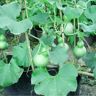 HẠT GIỐNG BẦU HỒ LÔ 10 HẠT