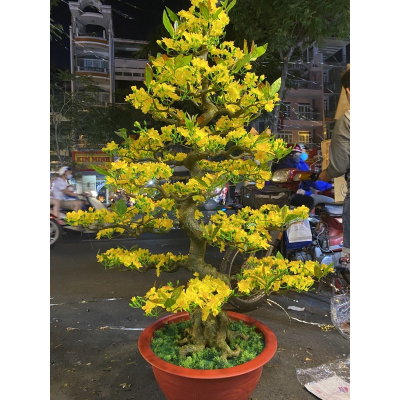 cây mai bonsai 165cm giá sỉ bao giá thị trường
