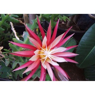 Cây hoa Quỳnh Đỏ Mexico